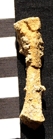 Ang ikatlong metatarsal na buto sa paa na natagpuan sa Yungib ng Callao.