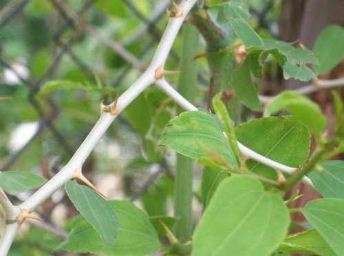 Ziziphus spina-christi