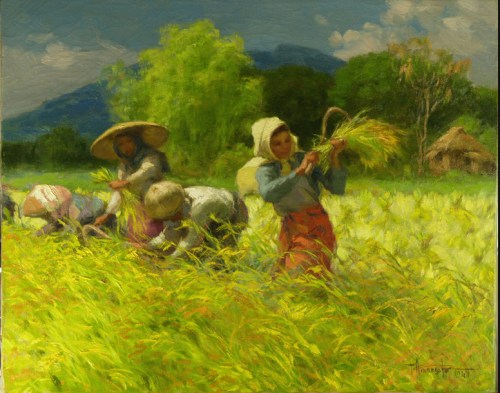 Rice Harvesting