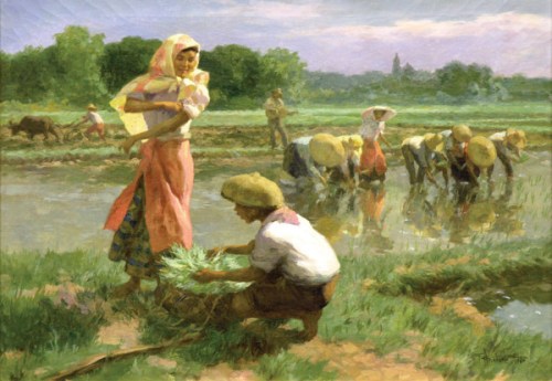 Rice Harvesting